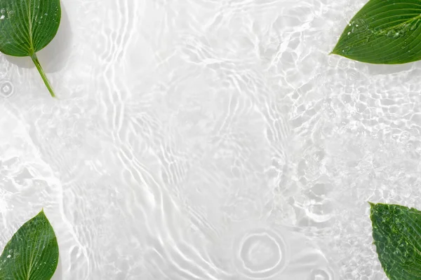 Water banner background with leaves hosts. White water texture,  surface with rings and ripple. Spa concept background. Flat lay, top view, copy space, composition with copy-space.