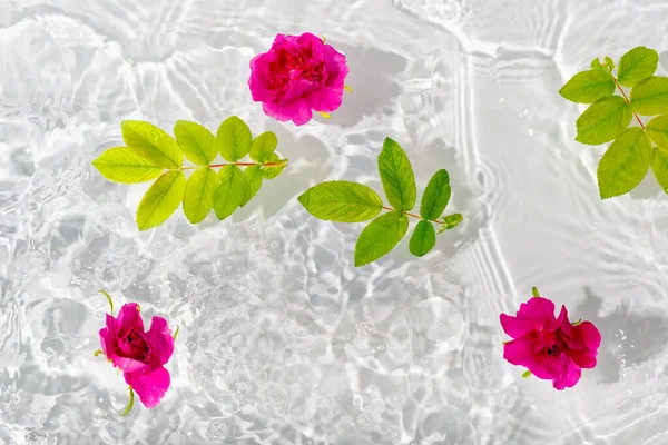 Hermosos Pétalos Rosa Macro Con Gota Flotando Superficie Del Agua —  Fotos de Stock