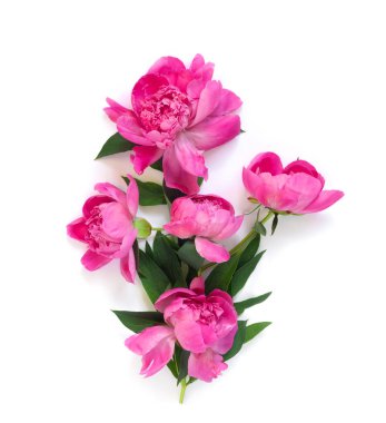 Beyaz arka planda yalıtılmış şakayık çiçeği seti. Çiçek koy. Kutlamalar ve davetiyeler için kartpostal.