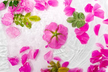 Beyaz arka planda su damlaları olan güzel pembe gül çiçekleri ve taç yaprakları. Yaratıcı dalgalar, sıçramalar ve çiçek desenleri..