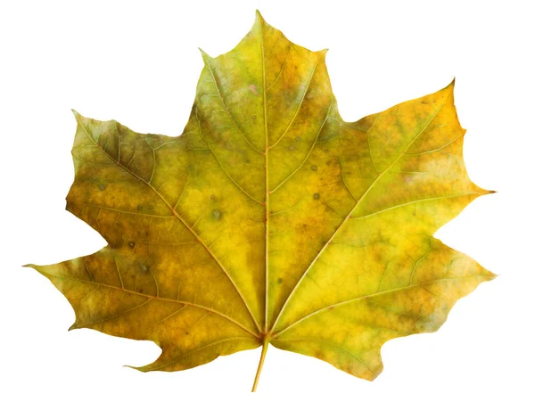 Autumn Maple Branch Leaves Isolated White Background — Stock Photo, Image