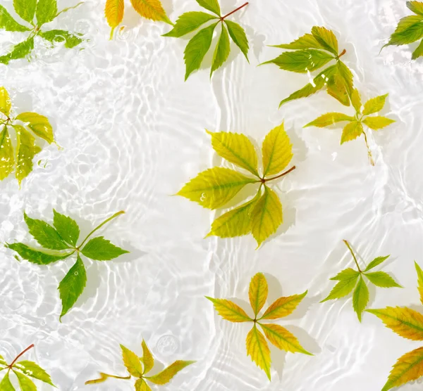 Macro Feuilles Vertes Avec Goutte Flottant Sur Surface Eau Près — Photo