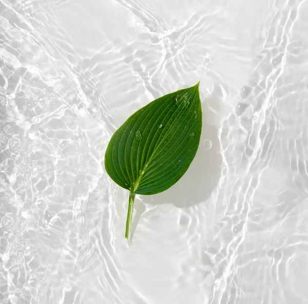 Water banner background with leaves hosts. White water texture,  surface with rings and ripple. Spa concept background. Flat lay, top view, copy space, composition with copy-space.