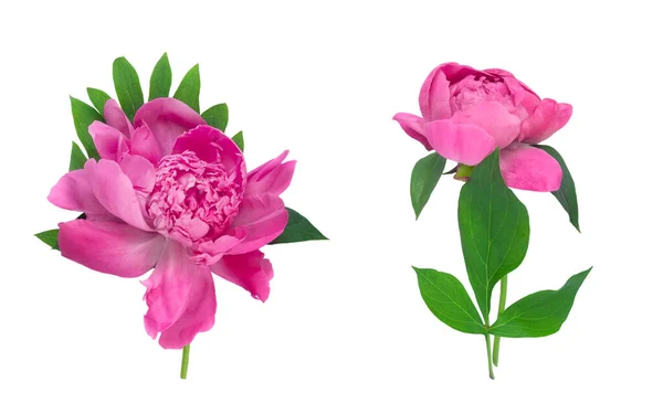 Fiore Peonia Insieme Isolato Sfondo Bianco Metti Fiore Cartolina Congratulazioni — Foto Stock