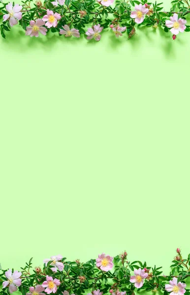 Прекрасна Гілка Шипшини Ніжному Зеленому Тлі — стокове фото