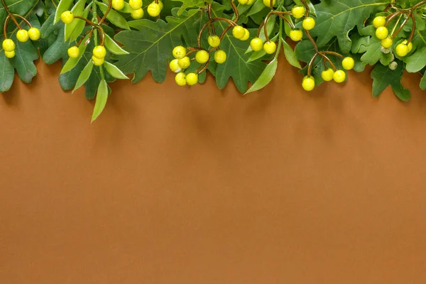 茶色の背景に赤い果実を持つ秋のオークとローワンの枝 — ストック写真