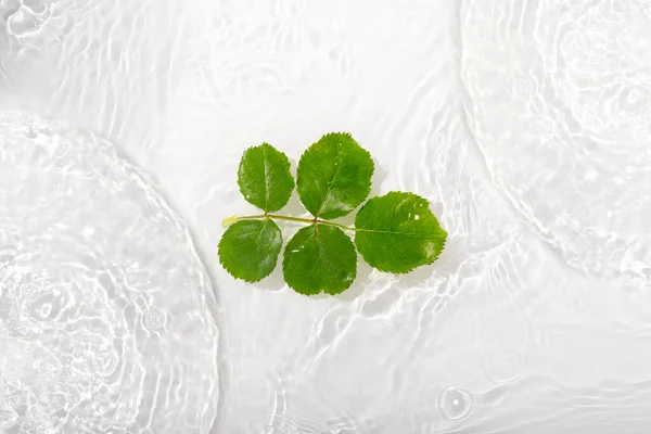 Gröna Blad Rosor Blått Vatten Bakgrund Närbild Vit Texturyta Med — Stockfoto