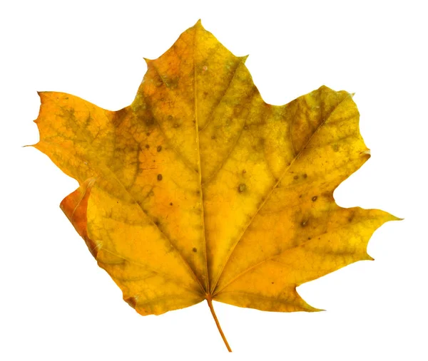 Autumn Maple Branch Leaves Isolated White Background — Stock Photo, Image