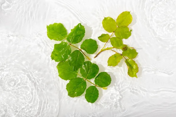 Groene Bladeren Rozen Blauw Water Achtergrond Close Witte Textuur Oppervlak — Stockfoto