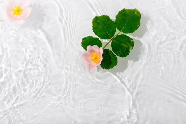 Hermosos Pétalos Rosa Macro Con Gota Flotando Superficie Del Agua —  Fotos de Stock