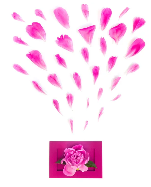 Лепестки Красивого Нежного Розового Пиона Белом Изолированном Фоне Цветочная Рама — стоковое фото
