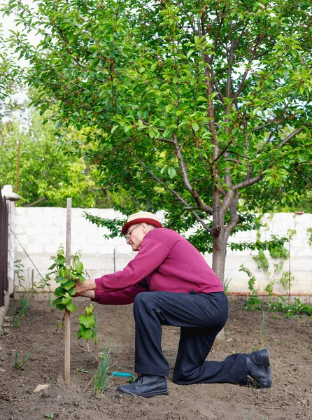 Diligent  positive senior old man eldery caring for grape bush in his garde