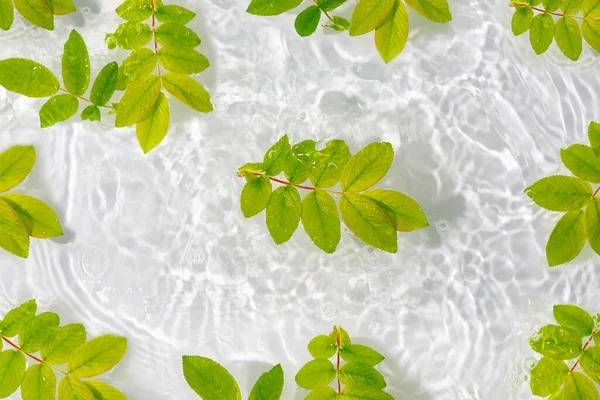 Groene Bladeren Rozen Macro Met Druppel Drijven Het Oppervlak Van — Stockfoto