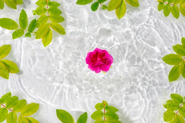 Beautiful Rose Petals Macro Drop Floating Surface Water Close Can — Stock Photo, Image