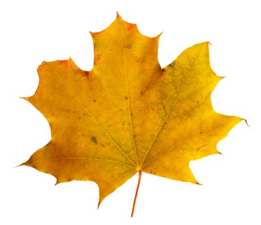 Beyaz arkaplanda yaprakları olan sonbahar akçaağaç dalı