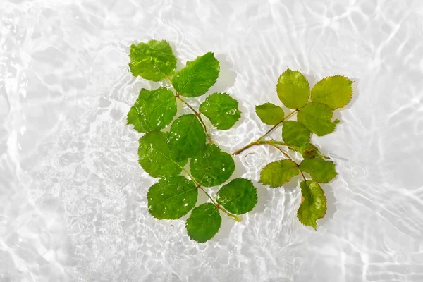 Gröna Blad Rosor Blått Vatten Bakgrund Närbild Vit Texturyta Med — Stockfoto