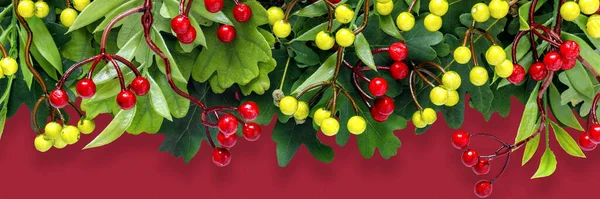 Autumn Oak Rowan Branches Red Berries Crimson Background — Stock Photo, Image
