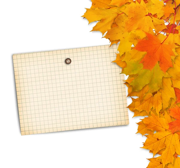 Old grunge paper with autumn maple branch leaves on the  white b — Stock Photo, Image