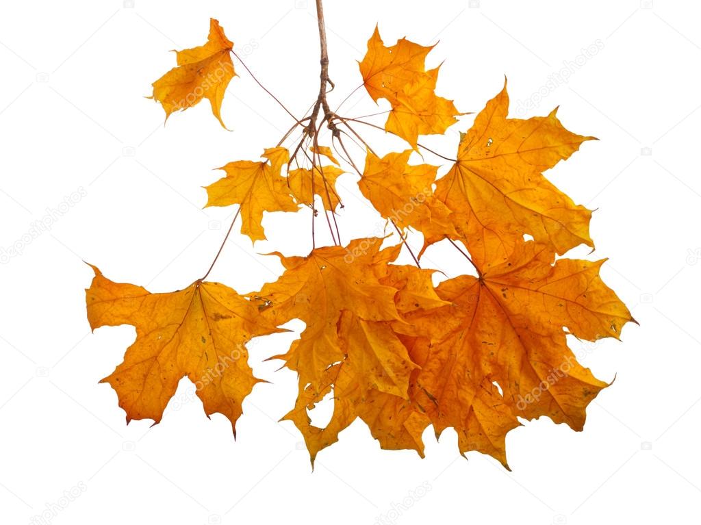 Autumn maple branch with leaves isolated on a white background