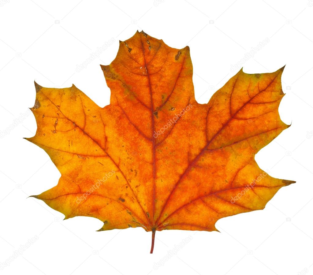 Autumn maple branch with leaves isolated on a white background