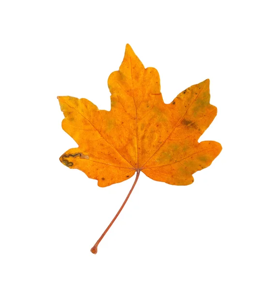 Gałąź jesień klon z liści na białym tle na białym tle — Zdjęcie stockowe