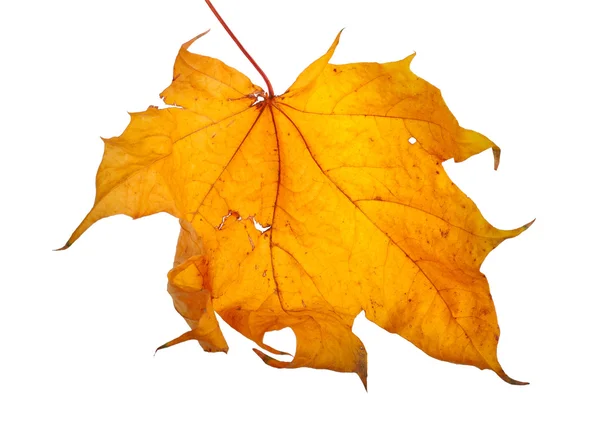 Autumn maple branch with leaves isolated on a white background — Stock Photo, Image