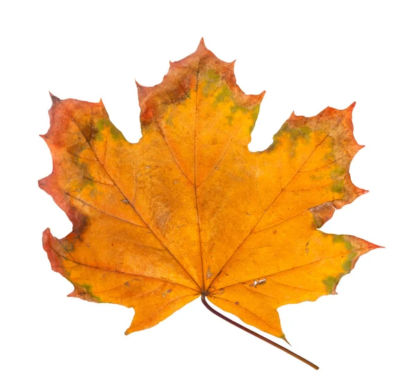 Autumn maple branch with leaves isolated on a white background — Stock Photo, Image