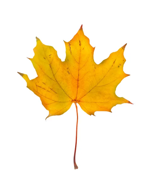 Herbst Ahorn Zweig mit Blättern isoliert auf weißem Hintergrund — Stockfoto