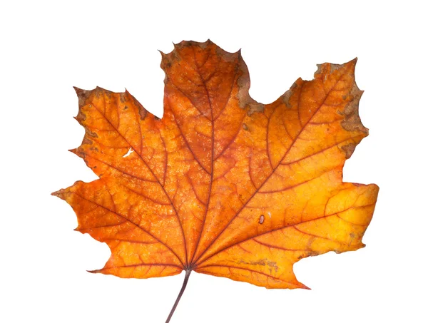 Autumn maple branch with leaves isolated on a white background — Stock Photo, Image