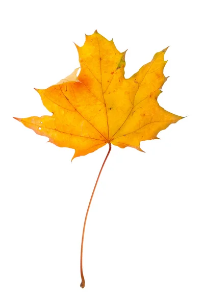 Осіннє кленове гілка з листям ізольовано на білому тлі — стокове фото