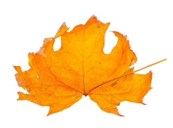 Autumn maple branch with leaves isolated on a white background — Stock Photo, Image