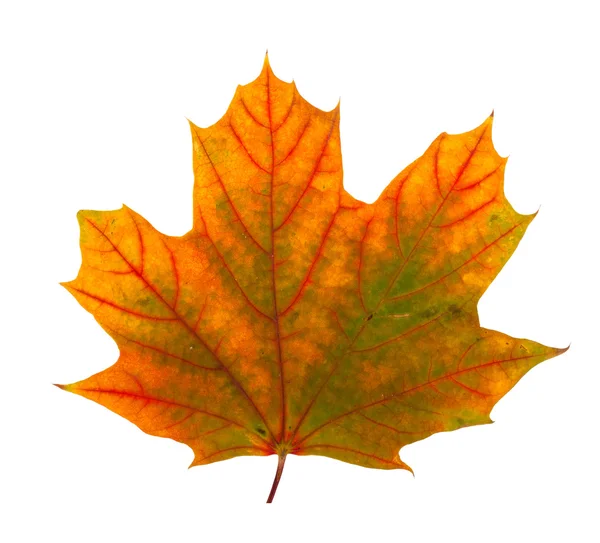 Red and green maple leaf — Stock Photo © Dr.PAS #6415067