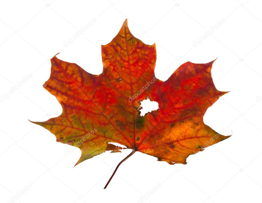 Autumn maple branch with leaves isolated on a white background