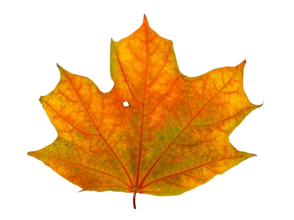 Autumn maple branch with leaves isolated on a white background — Stock Photo, Image