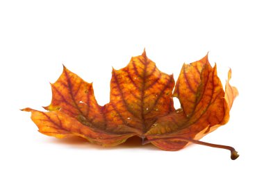Beyaz bir arka plan üzerinde izole yaprakları ile Sonbaharda akçaağaç Şubesi