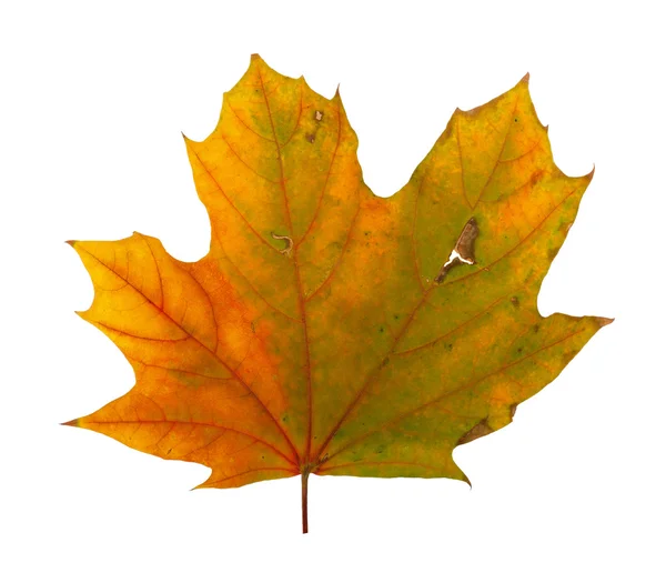 Ramo de bordo de outono com folhas isoladas em um fundo branco — Fotografia de Stock