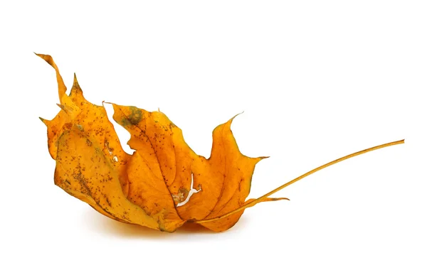 Herfst esdoorn tak met bladeren geïsoleerd op een witte achtergrond — Stockfoto