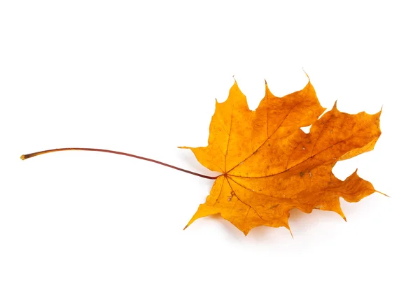 Herfst esdoorn tak met bladeren geïsoleerd op een witte achtergrond — Stockfoto