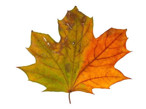 Herfst esdoorn tak met bladeren geïsoleerd op een witte achtergrond — Stockfoto