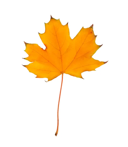 Gałąź jesień klon z liści na białym tle na białym tle — Zdjęcie stockowe