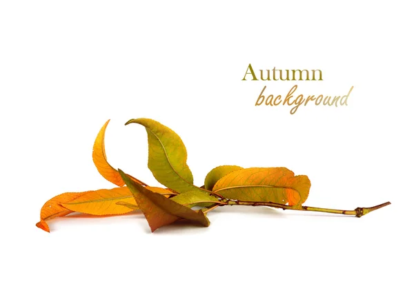 Höstens mountain ash gren med blad isolerad på en vit backg — Stockfoto