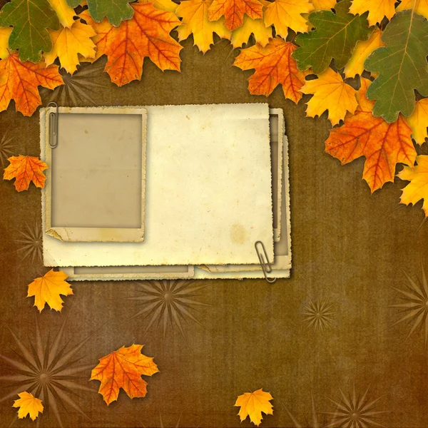 Яскраве різнокольорове осіннє листя на абстрактній красивій спині — стокове фото