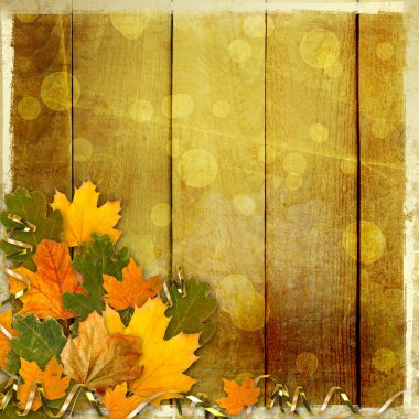 geri soyut güzel parlak renkli sonbahar yaprakları