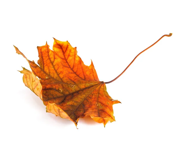 秋天枫叶分支与隔离在白色背景上的叶子 — 图库照片