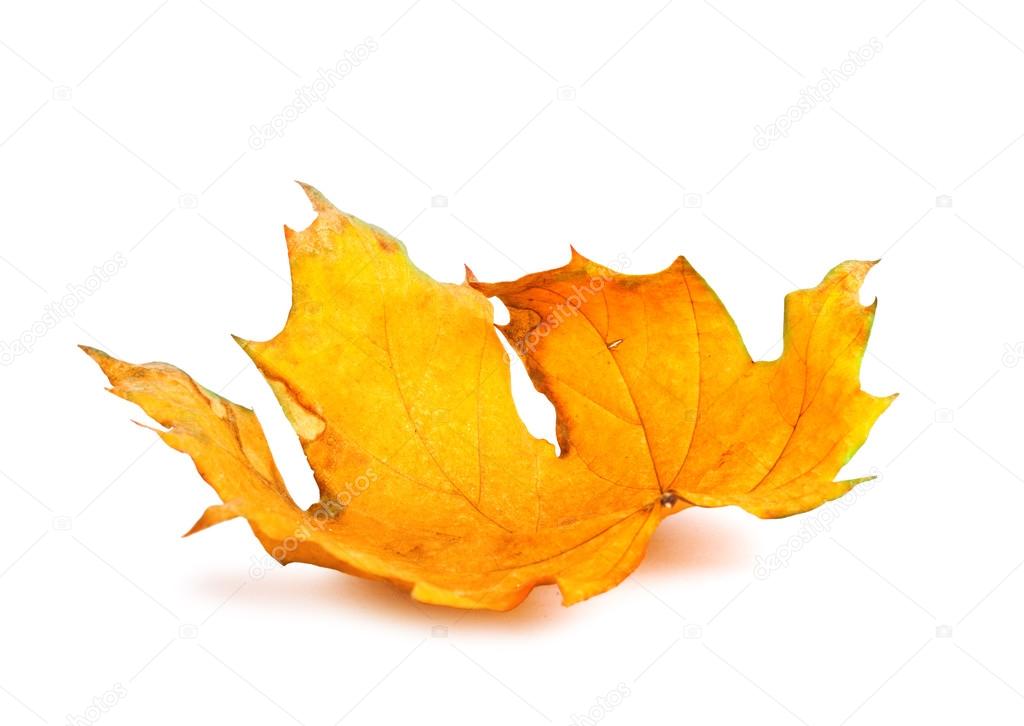 Autumn maple branch with leaves isolated on a white background