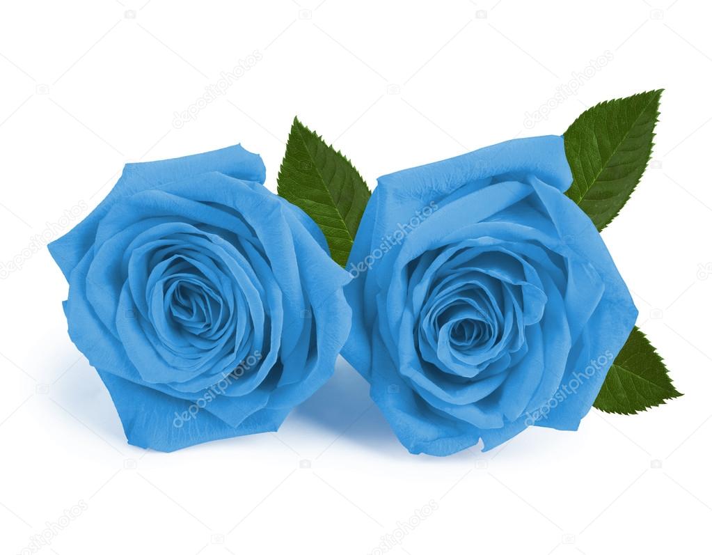 A couple gift roses on valentine day isolated on white backgroun