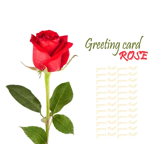 Červená růže se zelenými listy izolované na bílém pozadí — Stock fotografie