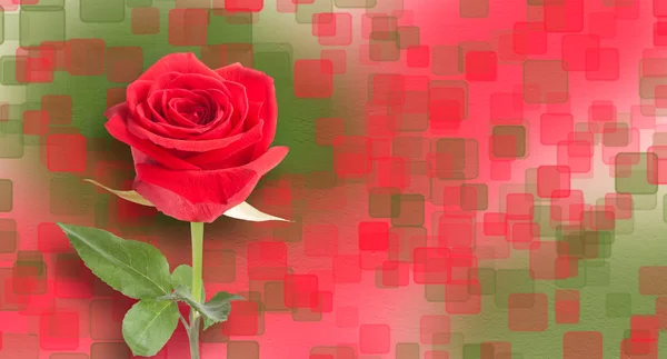 Bouquet di rose rosse con foglie verdi sullo sfondo astratto — Foto Stock