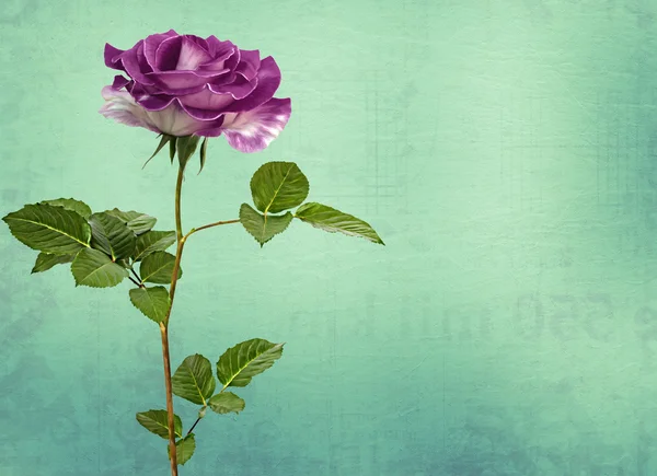 Drawing beautiful bouquets of roses on pastel background — Stock Photo, Image