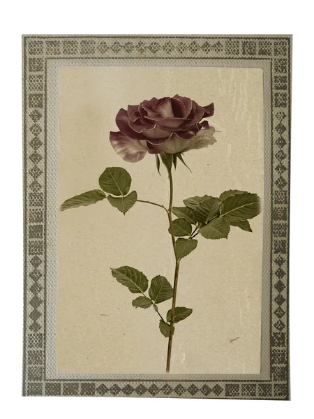 Ancienne carte vintage en papier avec belle rose sur isolat blanc — Photo